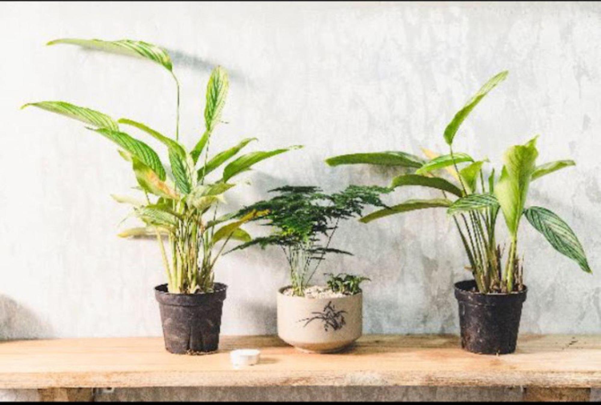ホテル Ban Urban House バンメトート エクステリア 写真